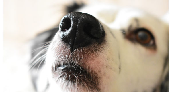 Puppy's nose print