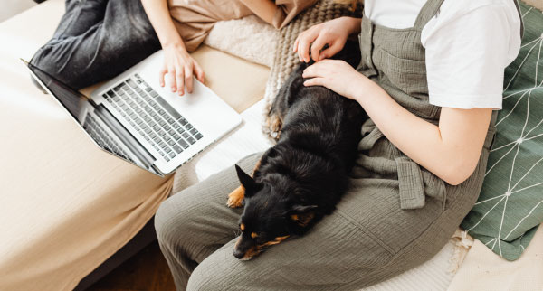 Getting a health report for a dog.