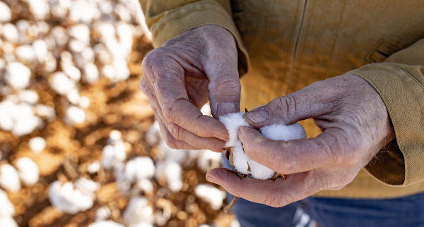 Patagonia's organic cotton